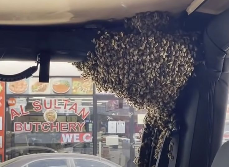 下车购物10分钟 蜜蜂占领驾驶座筑巢