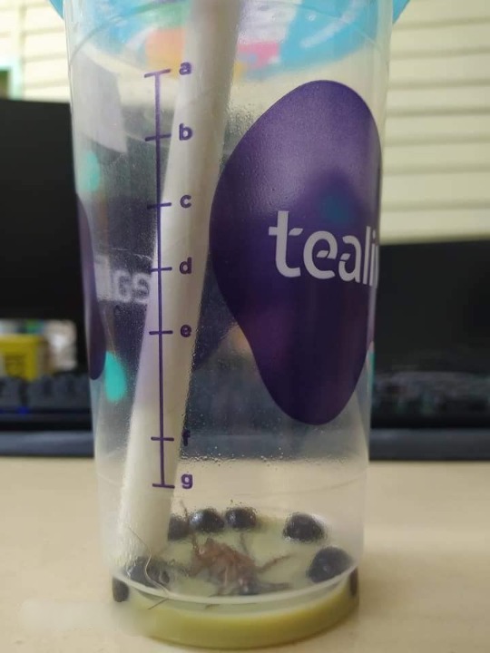 喝完奶茶发现杯里有3寸死蟑螂 Tealive:设专案小组调查