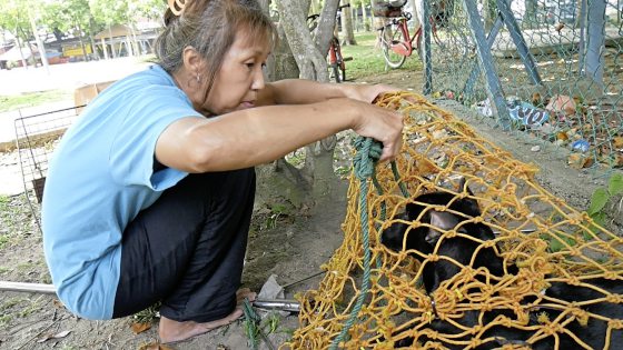 救援路上独行侠陈玉娟,用自己力量救助浪浪