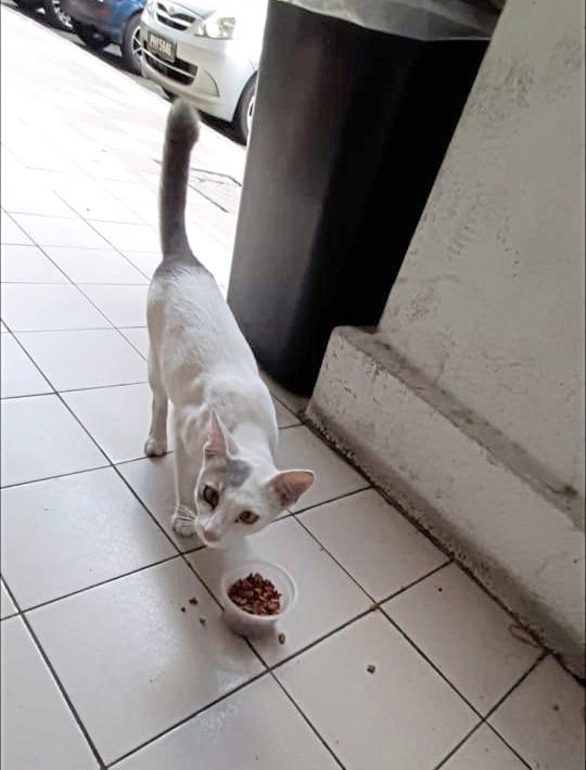 从流浪猫到家猫,Clover开启幸福猫生