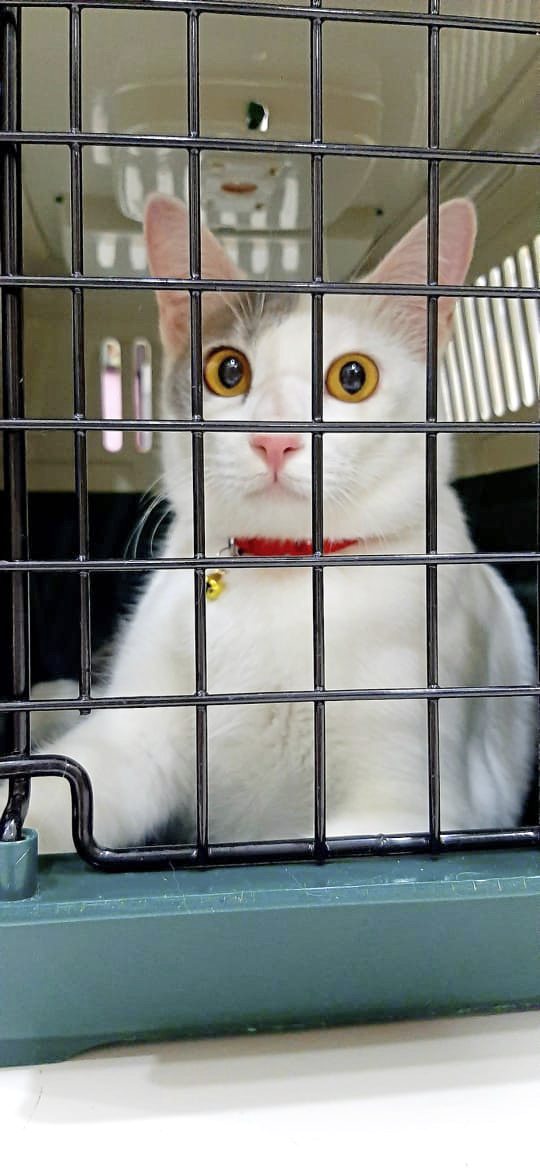 从流浪猫到家猫,Clover开启幸福猫生