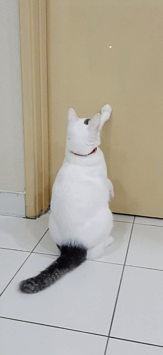 从流浪猫到家猫,Clover开启幸福猫生