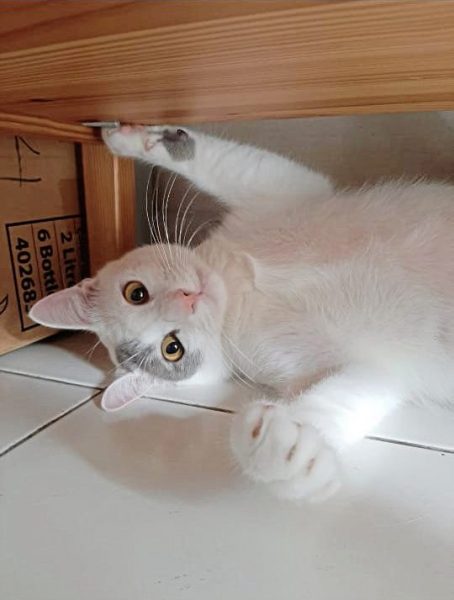 从流浪猫到家猫,Clover开启幸福猫生