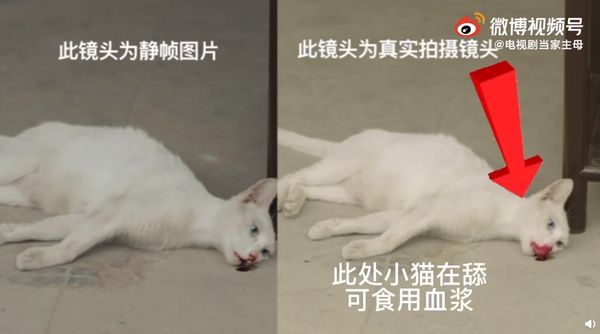 小猫被电死? 《当家主母》发视频报警证健在