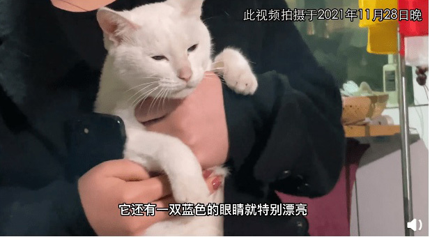 小猫被电死? 《当家主母》发视频报警证健在