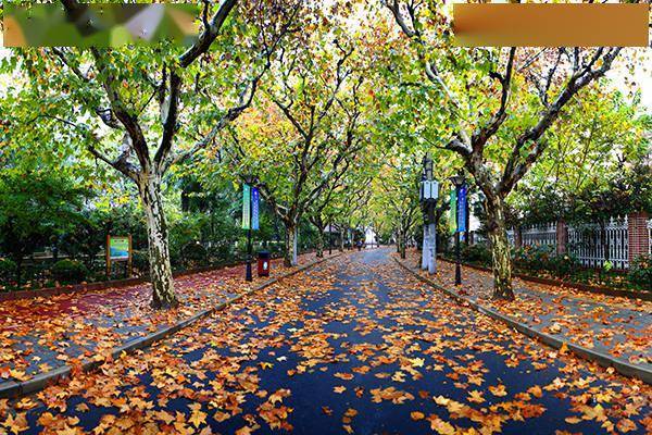 拼盘 2图/落叶不扫景观道路开放 展现漂亮城市景色