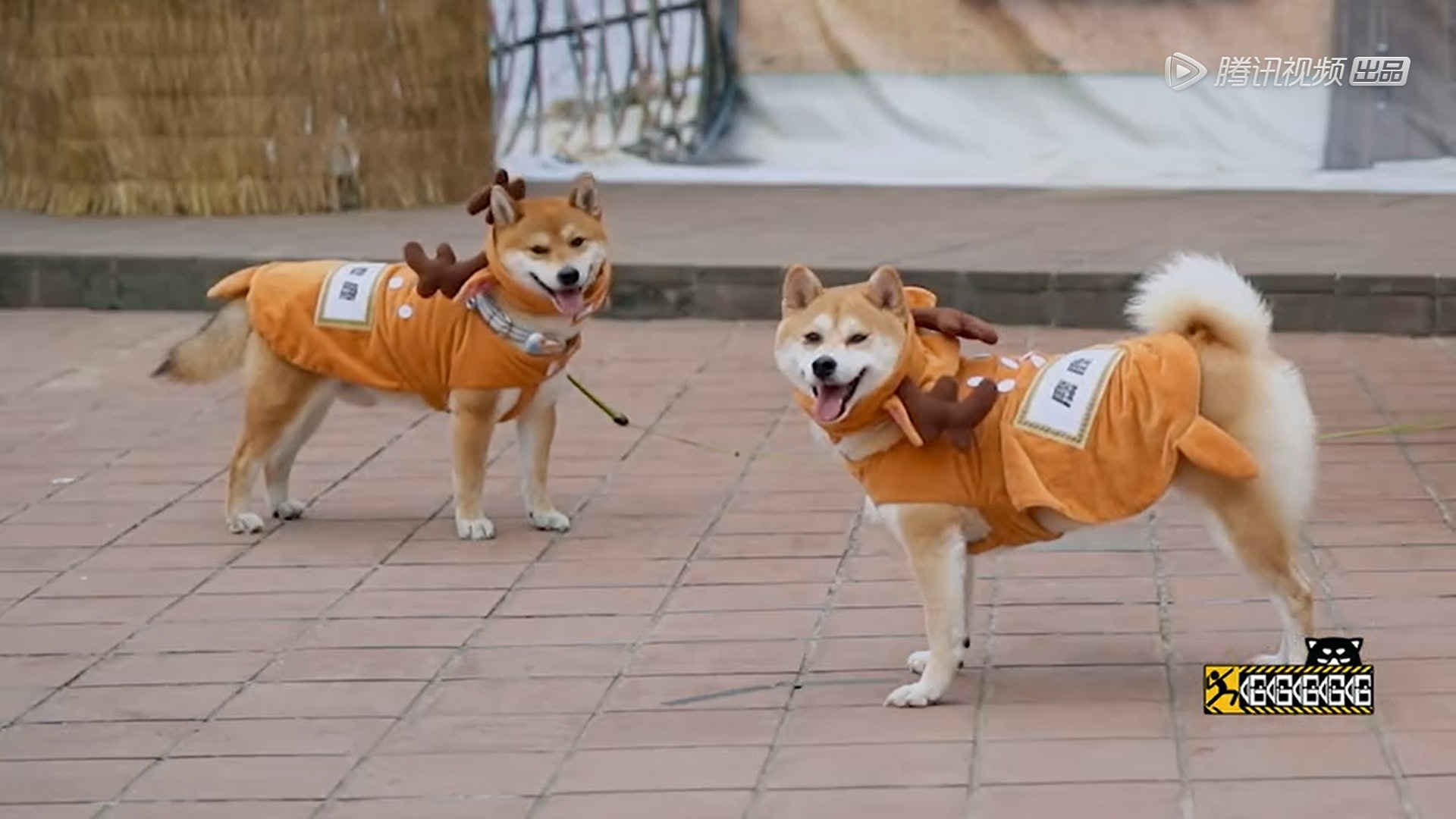 造假! 邓超鹿晗游东北 用柴犬扮梅花鹿