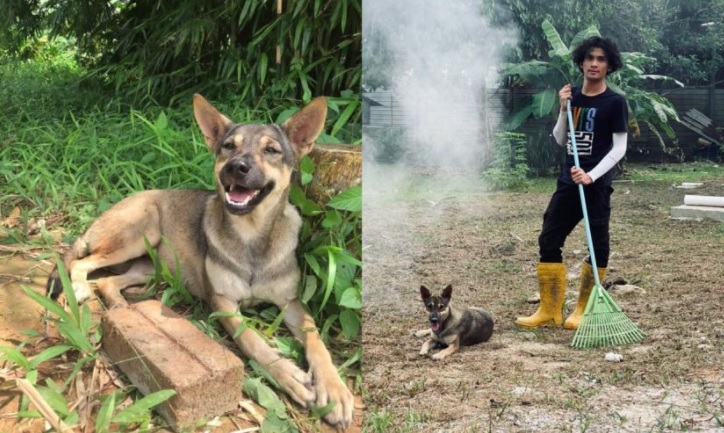 “不管猫或狗,善待动物可获福气” 马来青年与狗视频引关注
