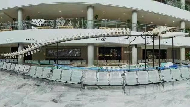 拚图)历经4年时间制作 上海展出全国最大型长须鲸骨骼标本