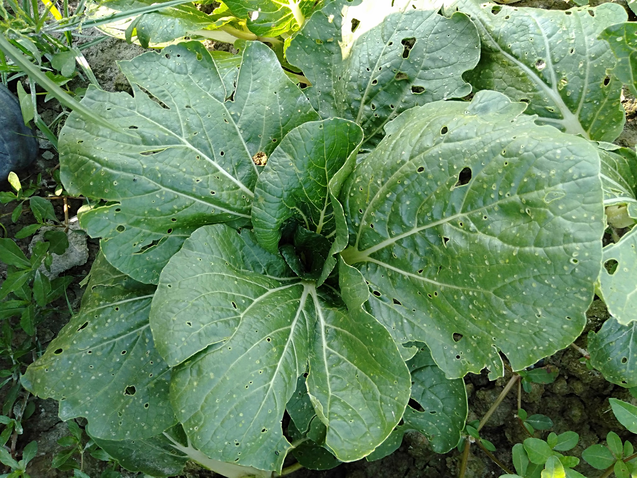 (29/5)有故事的人-吴锦雄(农夫)减用农药 吃下健康食物