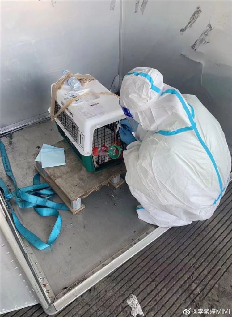 女星托运爱犬接机惊成尸体 心碎痛批航空公司互推诿