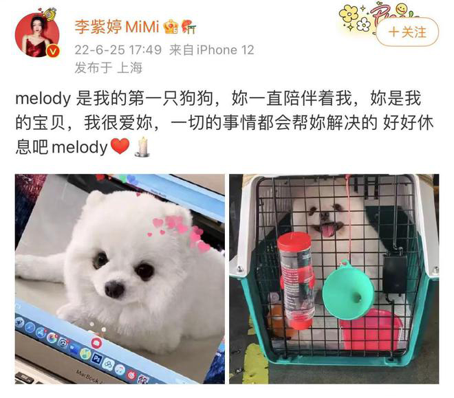 女星托运爱犬接机惊成尸体 心碎痛批航空公司互推诿