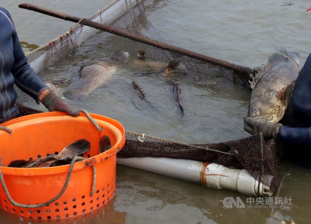 看世界)中国大陆从13日起禁石斑鱼输入 台湾不排除向世贸申诉