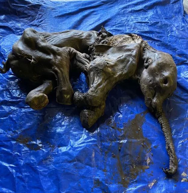 超过3.5万年!超完整“木乃伊化猛犸象”出土