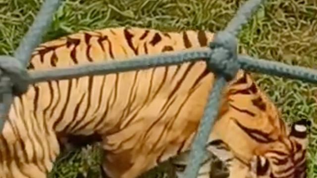 老虎被指吃草维持生命 济南野生动物世界:太胖不利健康