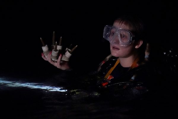 【科研故事】美国开发混合珊瑚礁 保护沿海基地