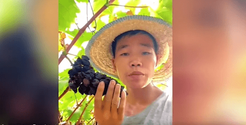 今夏四川连续高温乾旱 葡萄直接晒成“葡萄干”