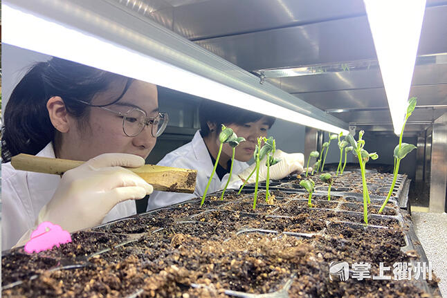 太空大豆种子出苗 冀培育优质新品种