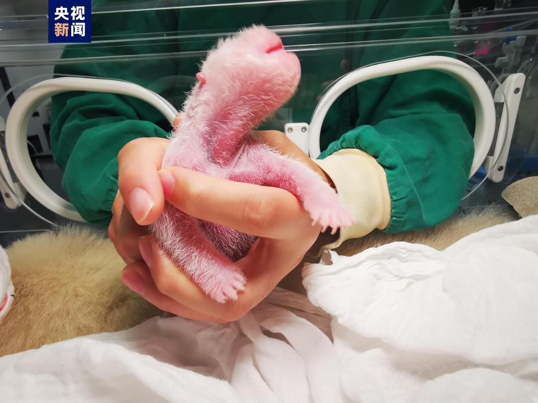 拼盘/刷新纪录!全球最重大熊猫宝宝诞生