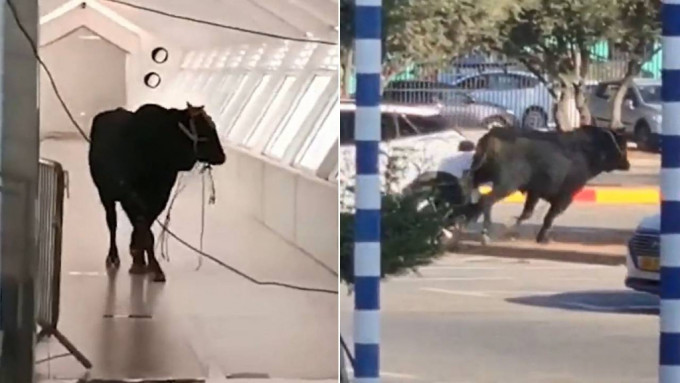 有视频 /狂牛大闹以色列街头 闯银行追路人酿混乱
