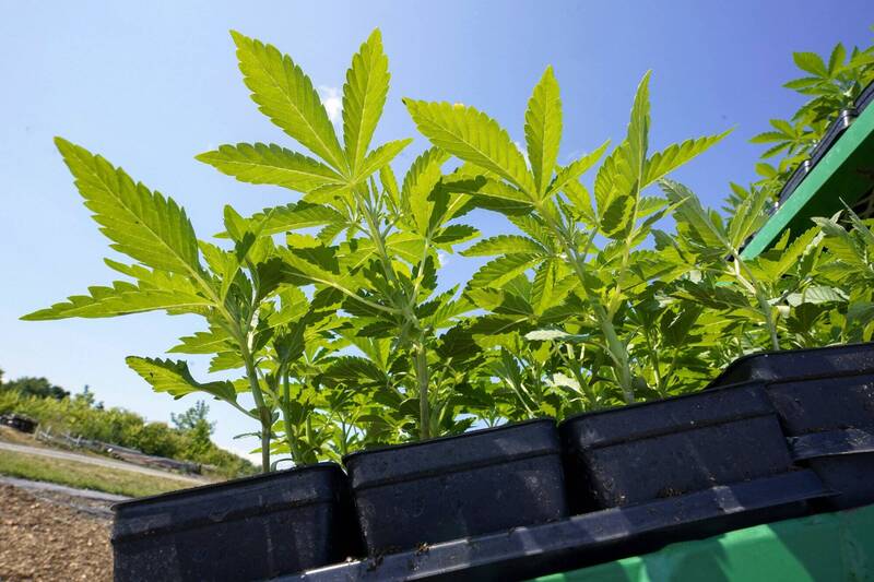 肖茨认同“大麻合法化” 德国最快年底实现