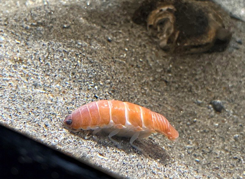 鲑鱼寿司?日本水族馆惊见“新物种” 网友:好想拿筷子夹