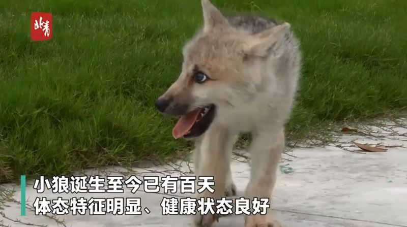 2)全球首只复制北极狼出生满100天 基因公司:第2只近期出生