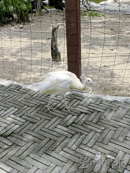 【马来西亚‧彭亨】到文冬,挖掘独特的人文瑰宝