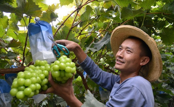 拼盘)中国“阳光玫瑰”葡萄中秋上市 种苗为麝香葡萄致日本每年损失3.1亿令吉