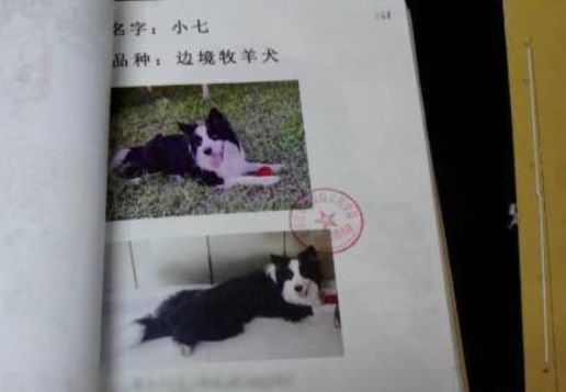 社区保全不爽狗便溺 撒毒鸡肝害死11只毛孩获刑3年
