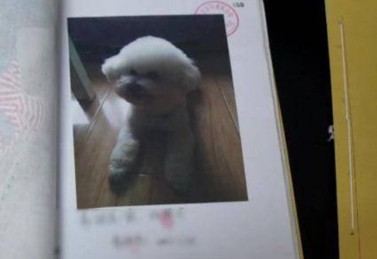 社区保全不爽狗便溺 撒毒鸡肝害死11只毛孩获刑3年