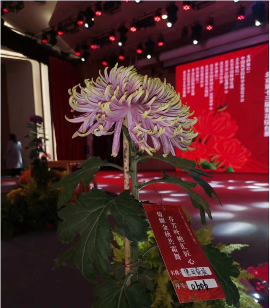 拼盘 北京菊花擂台赛 千菊斗艳 「碧目紫髯」称冠
