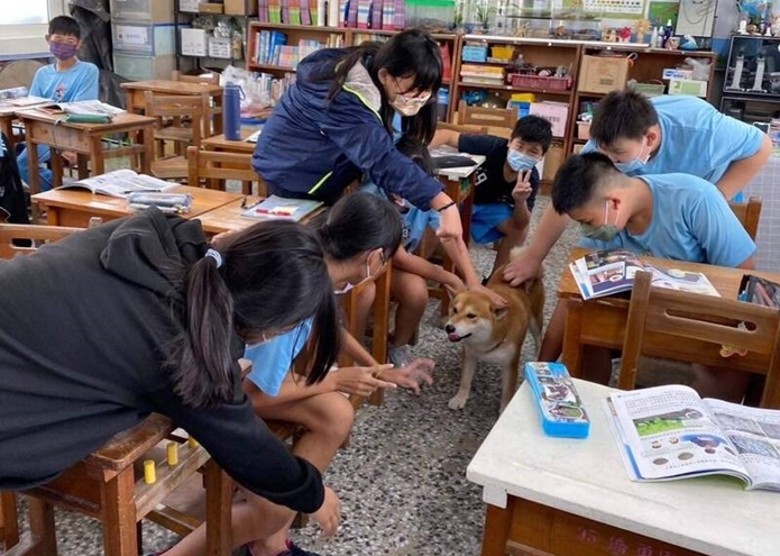 拼盘/失踪柴犬闯学校听课 狗主哭笑不得