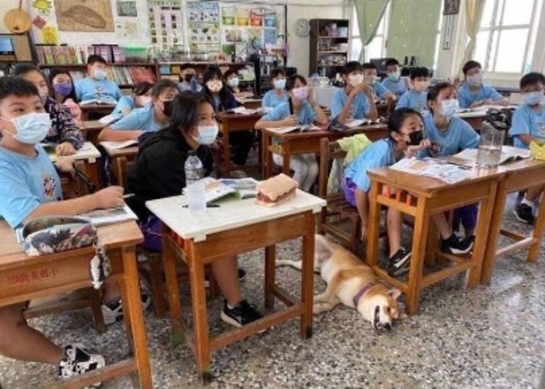 拼盘/失踪柴犬闯学校听课 狗主哭笑不得