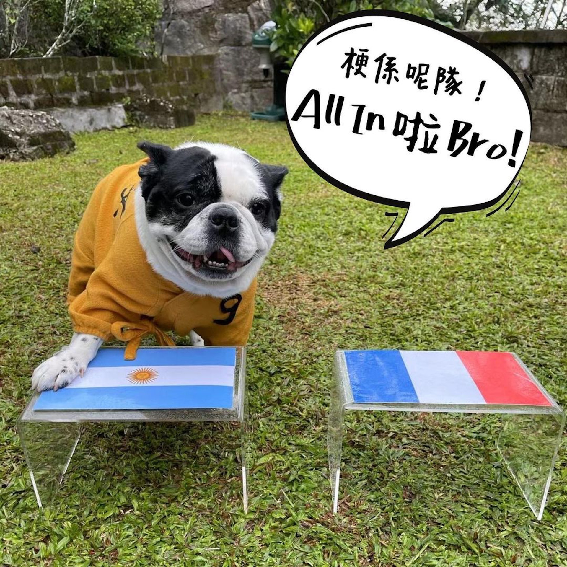 卡塔尔世界杯阿根廷夺冠 周星驰爱犬预测获赞“好准”