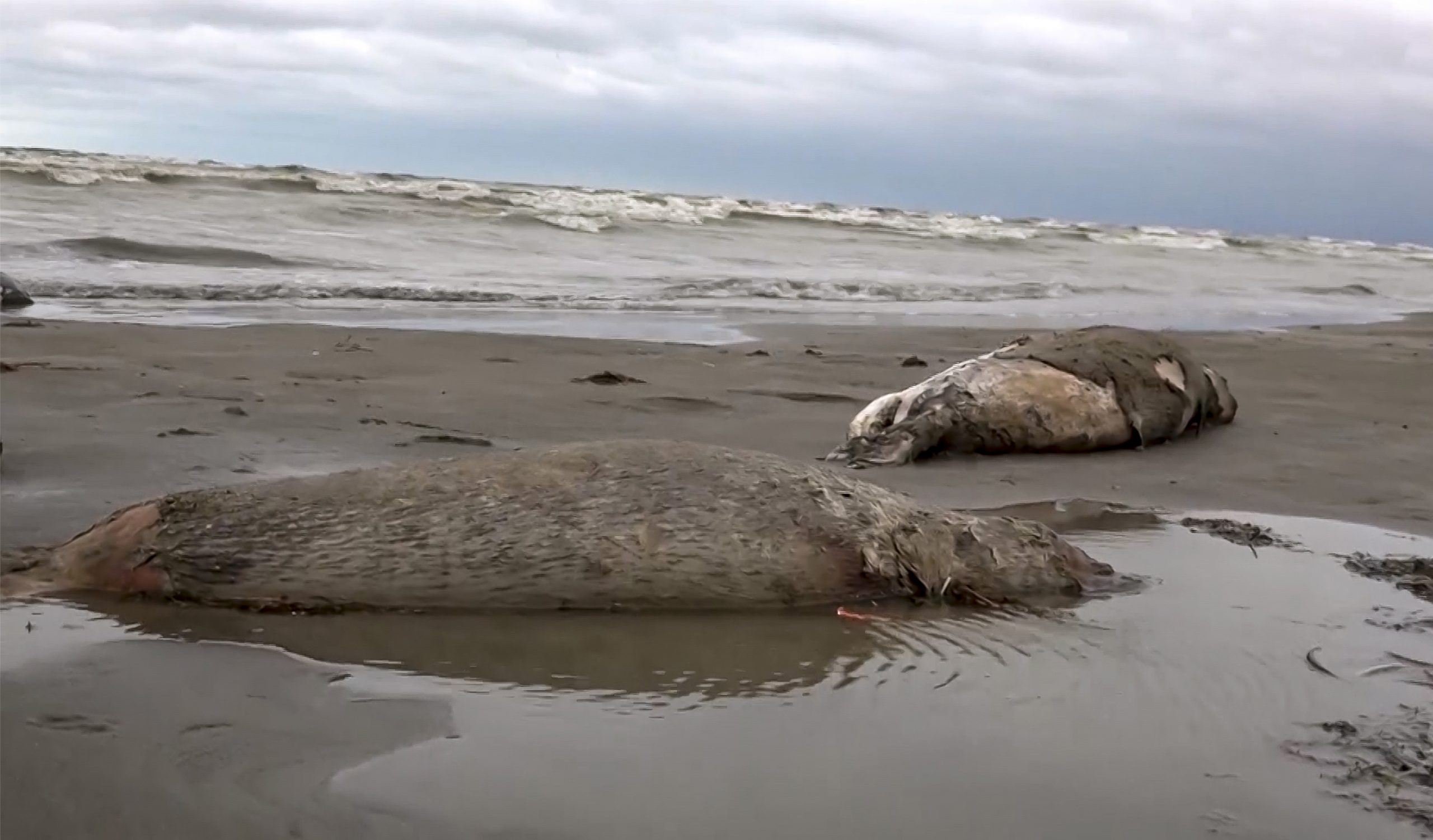 看世界/俄罗斯里海沿岸约2500头海豹死亡 确切原因不明