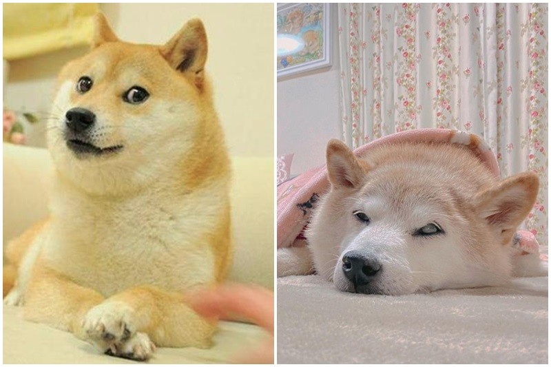 网红迷因柴犬本尊高龄病危 网民送祝福