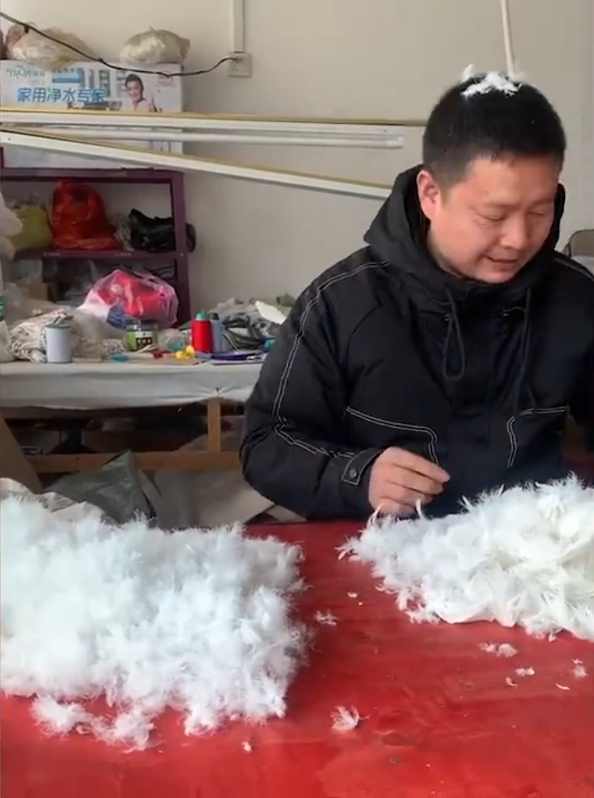 从养鹅开始!湖南老公花逾半年亲手为妻制羽绒