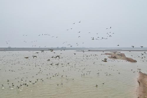 拚图)洞庭湖国际观鸟节开幕 各地民众前往赏候鸟
