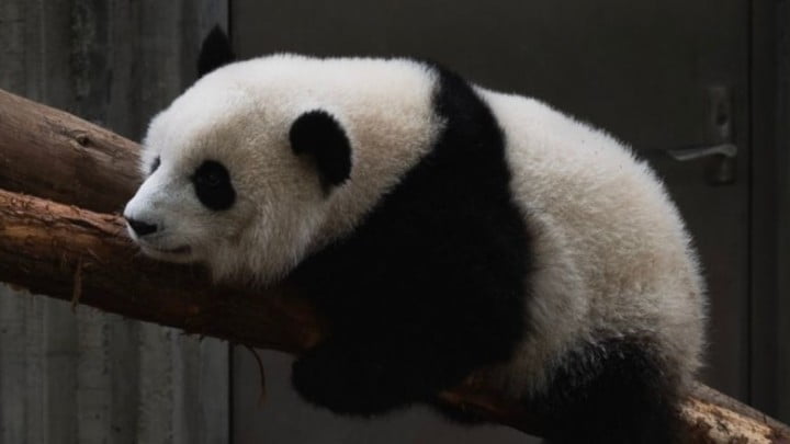 旅美大熊猫乐乐离世 中国将组专家团赴美查死因