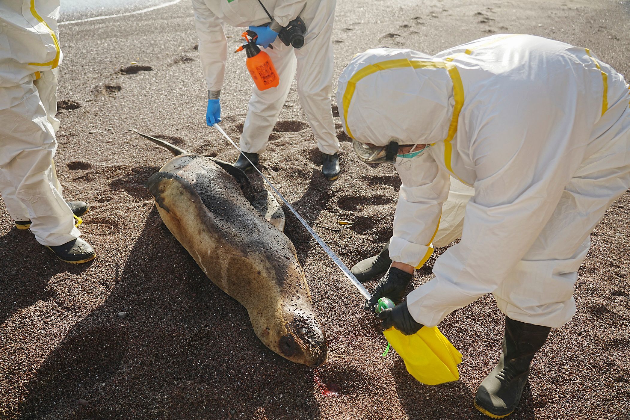 秘鲁585海狮5.5万野鸟死于禽流感