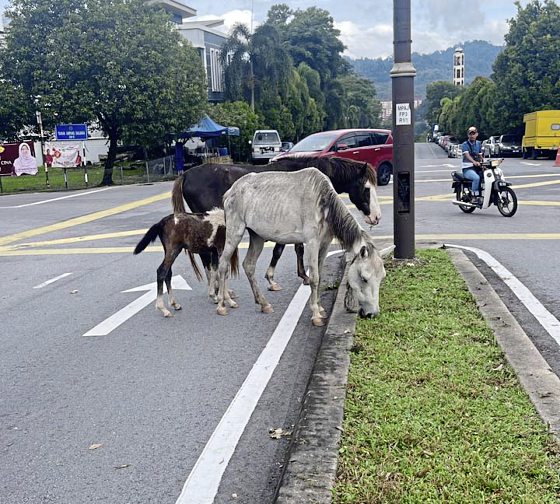 马主疑虐待!一家三口瘦骨嶙峋,街头垃圾堆觅食