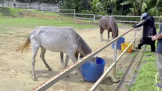 马主疑虐待!一家三口瘦骨嶙峋,街头垃圾堆觅食