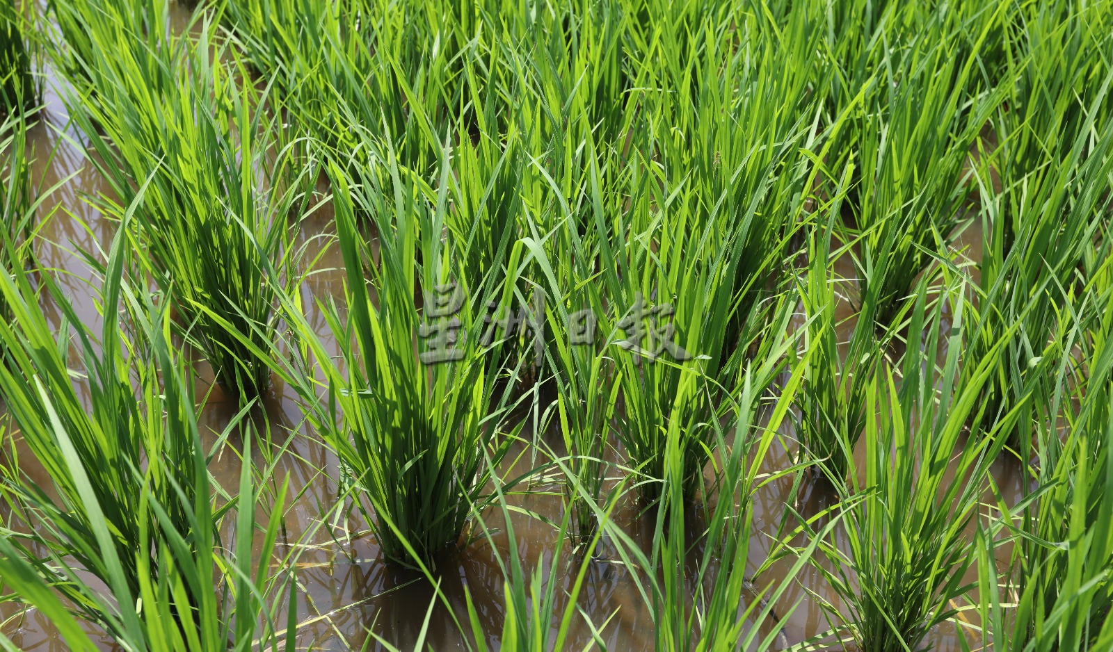 末沙布:国内每公顷稻米生产达6吨,足以应付国内需求
