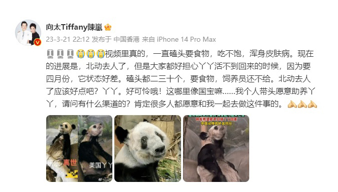 向太关注旅美大熊猫丫丫事件 表示愿意助养询问相关渠道