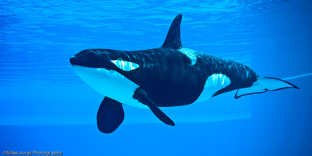 园方证实“最孤独虎鲸”死亡!关水族箱40年曾心理崩溃猛撞墙