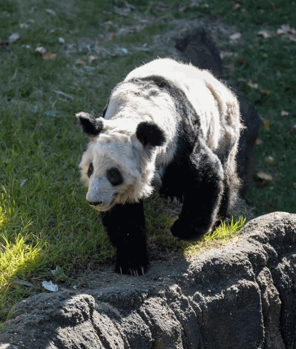 旅美大熊猫丫丫即将回国? 动物园:已安排直航机,待美国政府批核