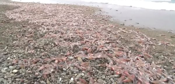 日本海岸惊见“大量乌贼”集体搁浅 景象吓坏网友:是地震吗?