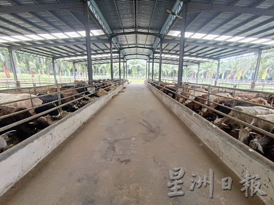 【马来西亚慈悲护生园】生命无价,无私援救安养待宰动物