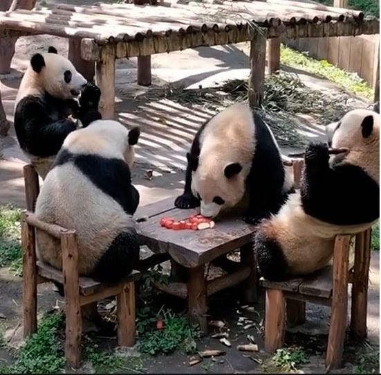 熊猫围坐一桌享美食 网民:像在打麻将